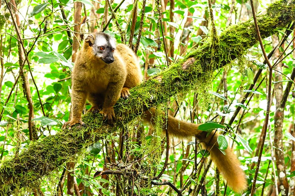 Image Voyage Madagascar - Trek Isalo - Tsiribihina