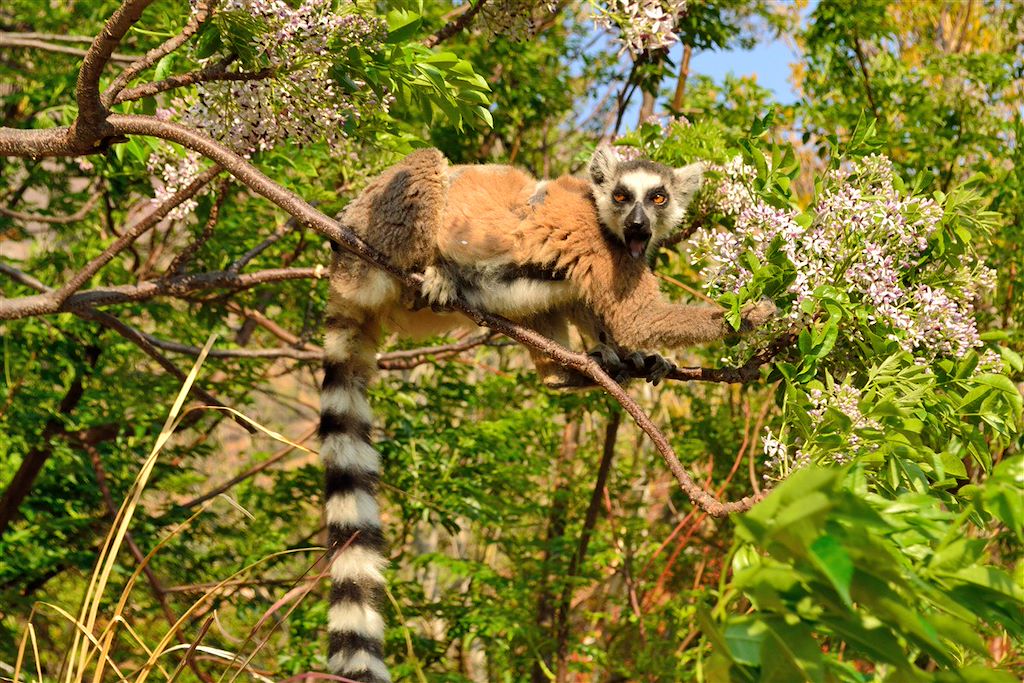 Image Randonnée Madagascar - Hautes terres - canal Mozambique - Isalo