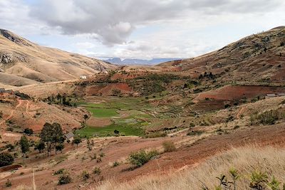 Rizières - Hauts Plateaux - Andringitra - Madagascar