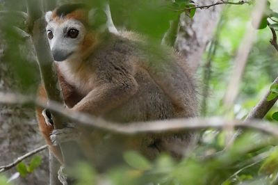 Lémurien Coronatus - Nord-Est de Madagascar