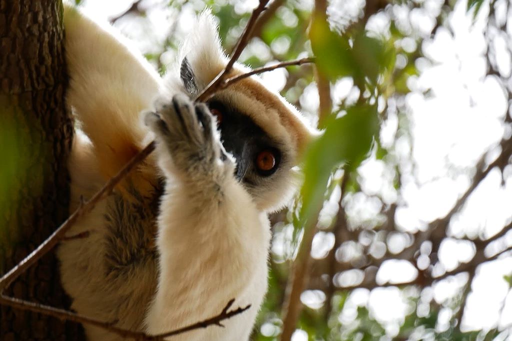 Image Trek Madagascar - Voyage Sava - Tsingy rouges - Parc national de Marojejy