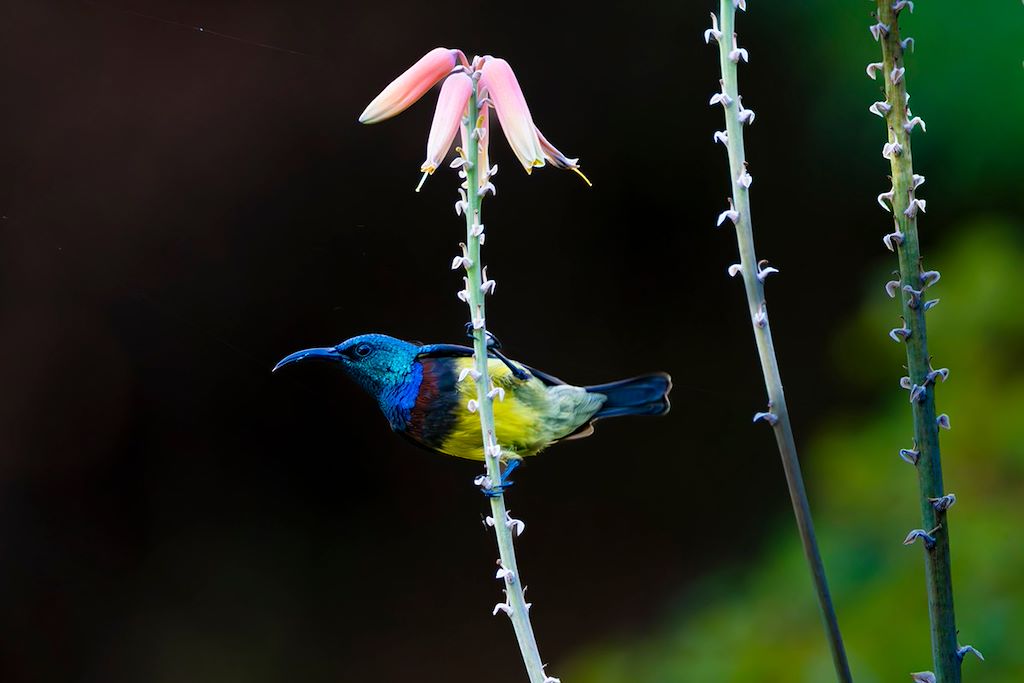 Image Trek Madagascar - Voyage Sava - Tsingy rouges - Parc national de Marojejy