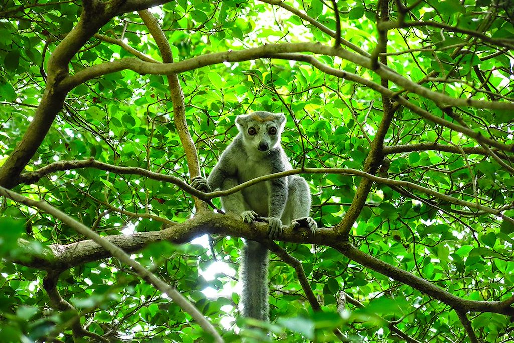 Image Trek Madagascar - Voyage Nosy Be - Parc national de la Montagne d'Ambre