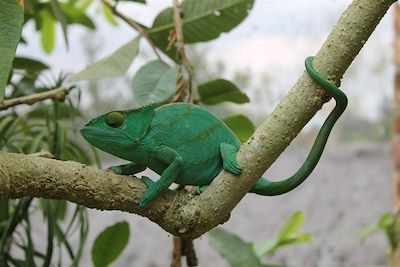 Caméléon - Madagascar