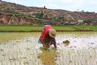 Hautes Terres - Madagascar