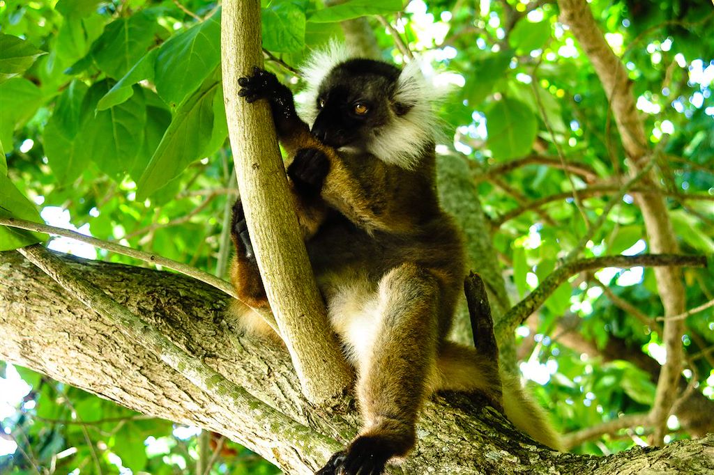Image Découverte Madagascar - Voyage Nosy Be - Ankarana