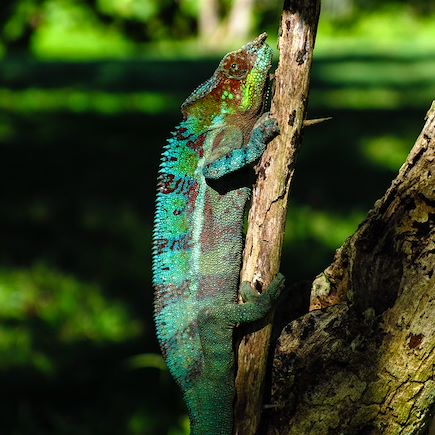 Découverte Madagascar Nord Malgache  et nosy bé