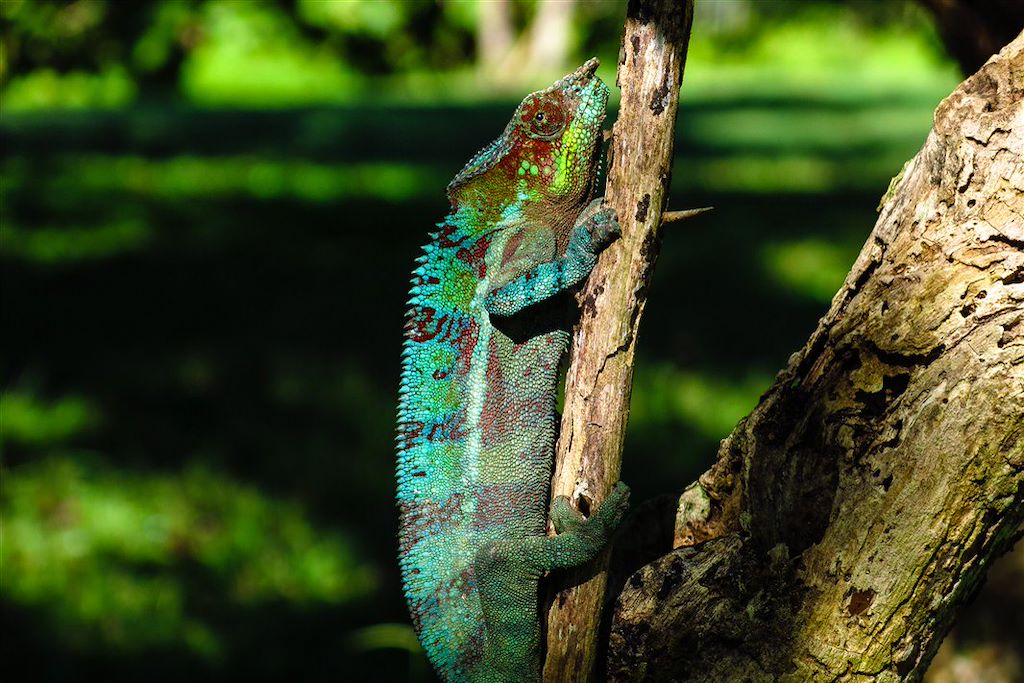 Image Découverte Madagascar - Voyage Nosy Be - Ankarana