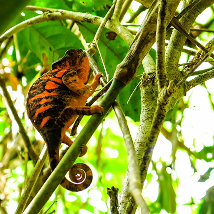 Multi-activités Madagascar Nord Malgache  et nosy bé