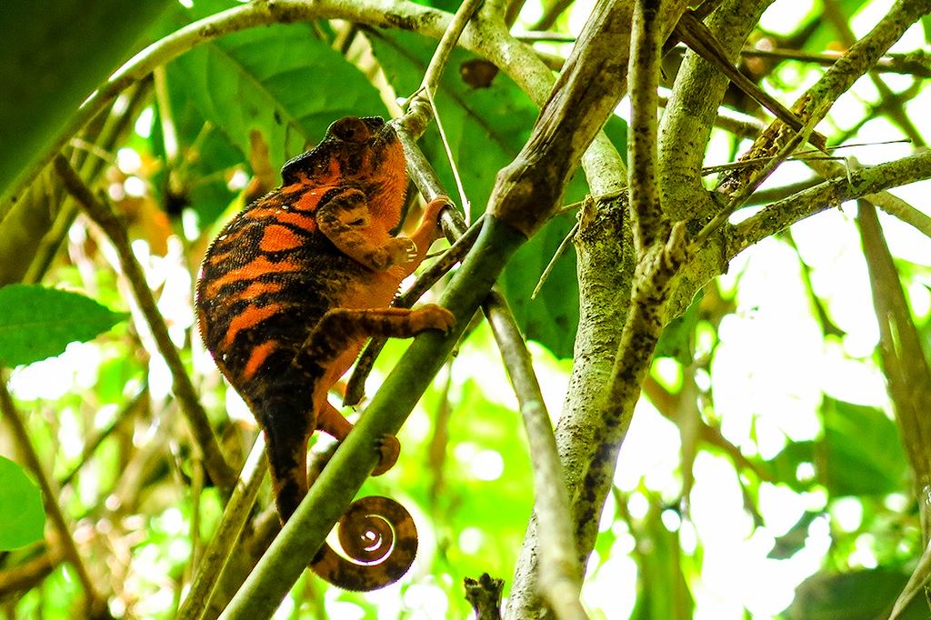 Image Madagascar en famille - Voyage Nosy Be - Diego Suarez