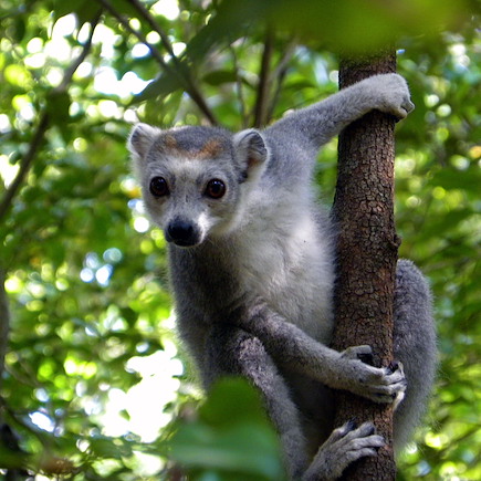 Multi-activités Madagascar Nord Malgache  et nosy bé