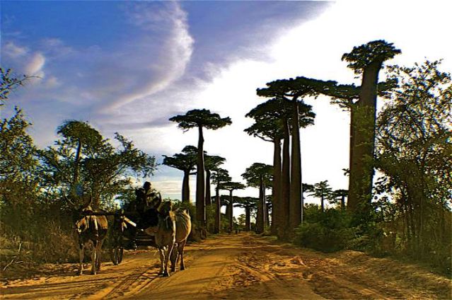 Image Pirogues, tsingys Bemaraha et baobabs