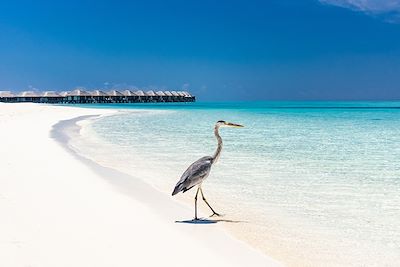 Héron cendré - Maldives