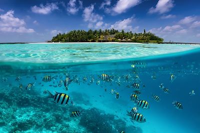 Vue sous marine aux Maldives - Banc de poissons