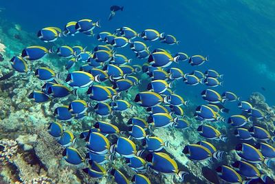 Poissons chirurgiens - Maldives