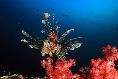 Poisson - Maldives