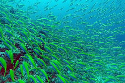 © Marie Joffres - Poissons fusiliers à dos jaune - Maldives Poissons fusiliers à dos jaune - Maldives