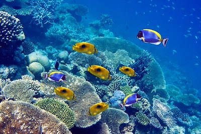 © Konstantin Kulikov / stock.adobe.com - Poissons - Maldives Poissons - Maldives
