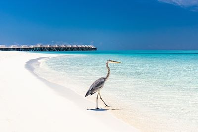 © skynesher / iStock - Héron cendré - Maldives Héron cendré - Maldives