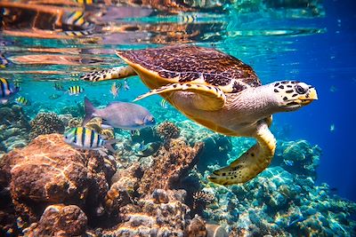 © Cookelma / Getty Images - Tortue de mer dans les eaux transparentes des Maldives Tortue de mer dans les eaux transparentes des Maldives