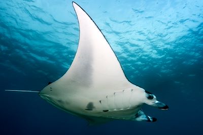 © Fotolia - Raie - Maldives Raie - Maldives