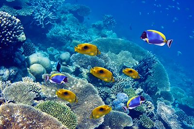 © Konstantin Kulikov / stock.adobe.com - Poissons - Maldives Poissons - Maldives