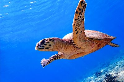 © Fotolia - Tortue de mer - Maldives Tortue de mer - Maldives