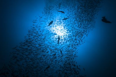 © Giordano Cipriani / Getty images - Banc de poisson - fonds marins des Maldives Banc de poisson - fonds marins des Maldives
