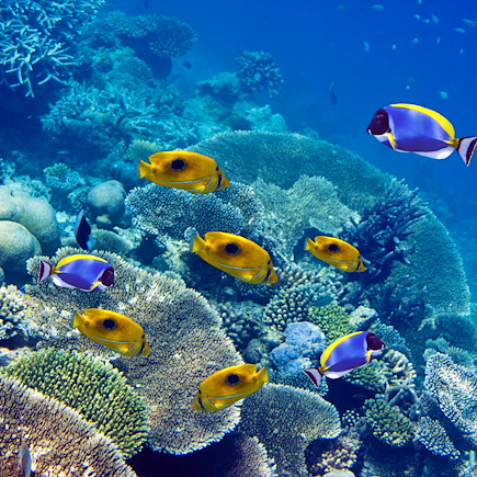 Baignade - Snorkeling Maldives