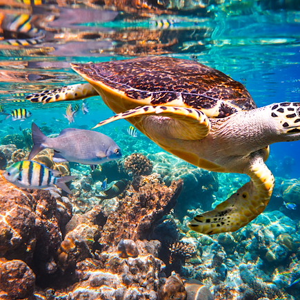Baignade - Snorkeling Maldives