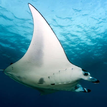 Baignade - Snorkeling Maldives