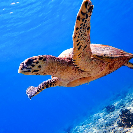 Baignade - Snorkeling Maldives