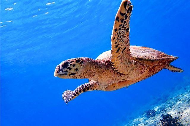 Baignade - Snorkeling Maldives