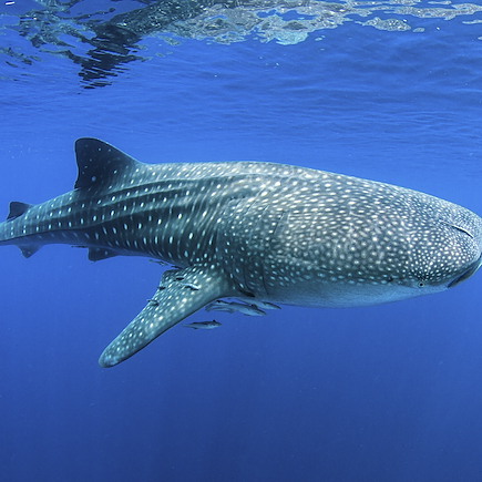 Baignade - Snorkeling Maldives