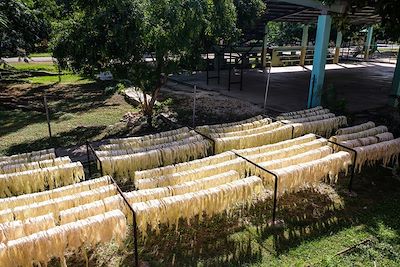 Production d'henequén à l'hacienda Sotuta de Peon - Mexique