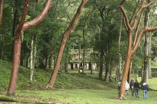 Image Trésors du Yucatán et forêts de jade