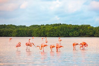 Rio Lagartos - Yucatan - Mexique