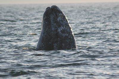 Baleine grise - Basse Californie - Mexique
