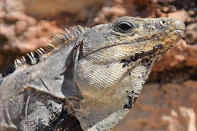 © Mélisande Breton - Iguane - Mexique Iguane - Mexique