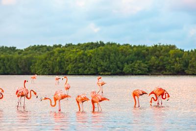 © javarman3 / iStock - Rio Lagartos - Yucatan - Mexique Rio Lagartos - Yucatan - Mexique