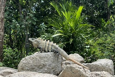 © Elody Patin - Iguane - Ek Balam - Yucatan - Mexique Iguane - Ek Balam - Yucatan - Mexique