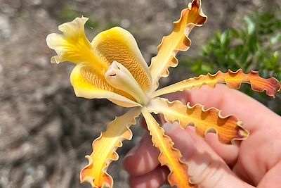 Fleur - Réserve d'El Corchal - Mexique