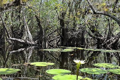 El Corchal - Yucatan - Mexique