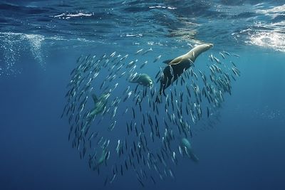 Lions de mer et sardines