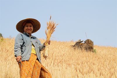 Rencontre dans les champs - Birmanie