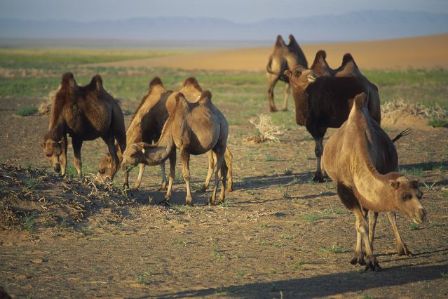 Voyage à pied : Randonnée dans le désert de Gobi