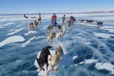 Traîneau à chiens