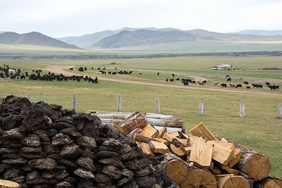 Khangai - Mongolie