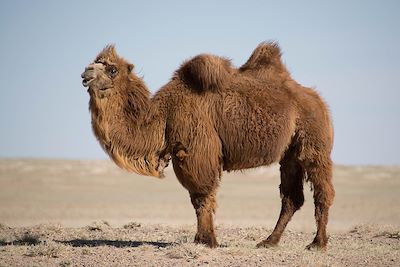 © Denis Chambon - Chameau - Désert de Gobi - Mongolie Chameau - Désert de Gobi - Mongolie