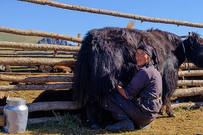 Traite d'un yack - Mongolie